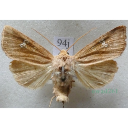 Amphipoea fucosa (Freyer, 1830) Czech94j